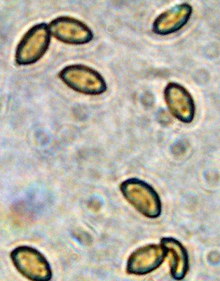 Passeggiata 11 Dicembre